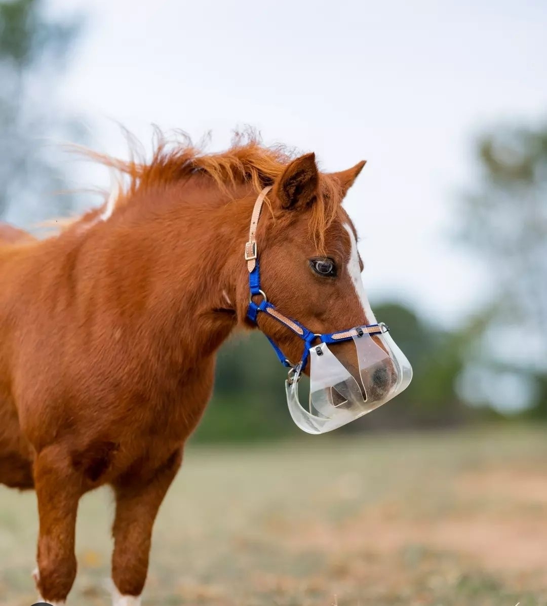 Pastevní náhubek Thinline Velikost: 19´ (shetty až pony) dírka 2,5 cm