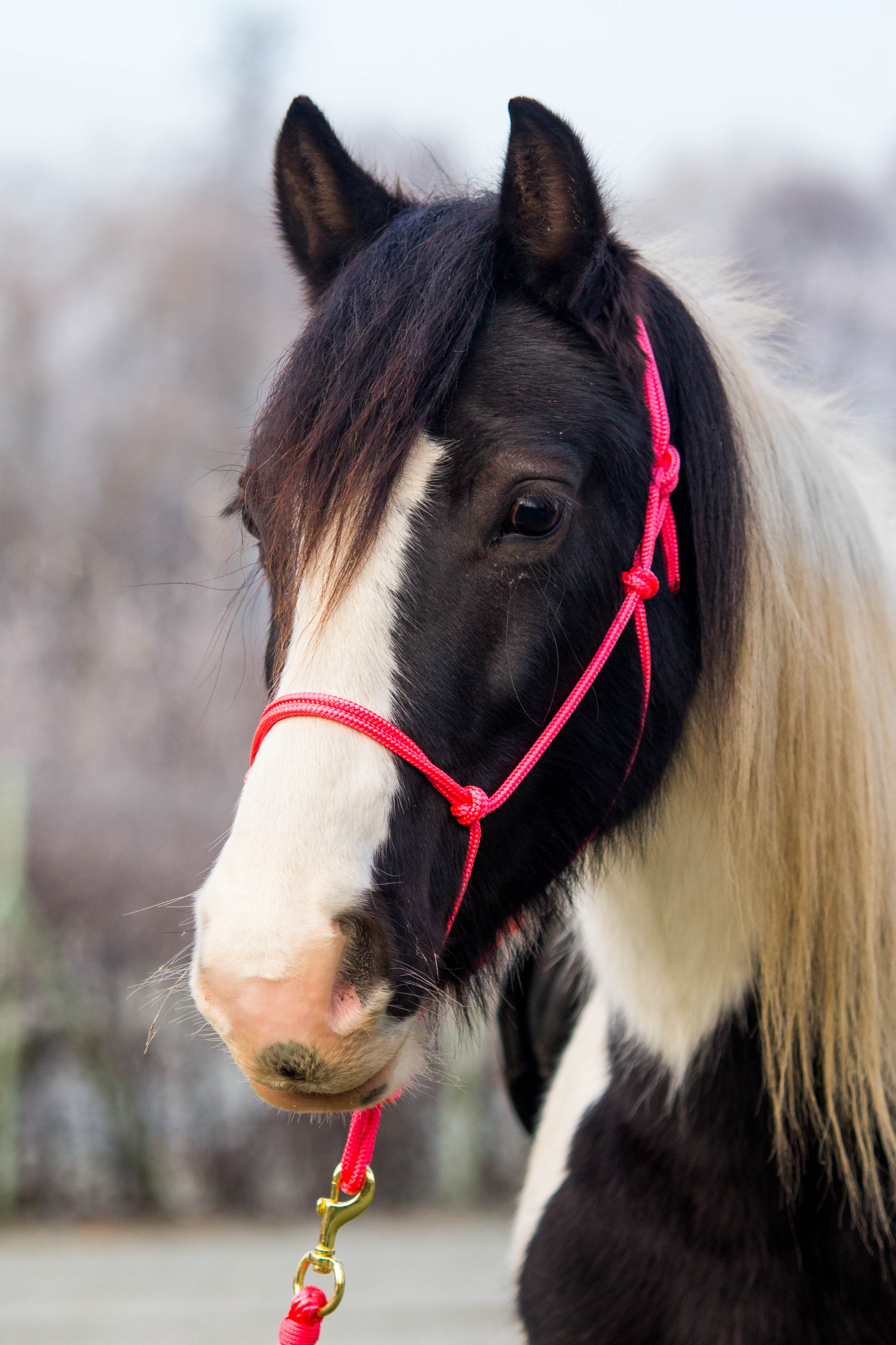 Provazová ohlávka NEON Růžová Barvy ohlávek: růžová, Varianta: Pony