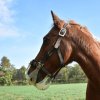 grazing muzzles for horses