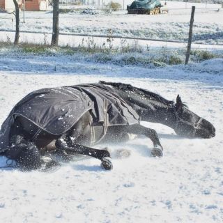 ❄️⛄️S pořádnou dekou si i sporťáci mohou užívat zimu naplno! Dopřejme jim možnost se vyřádit dle libosti a nakupte jim...