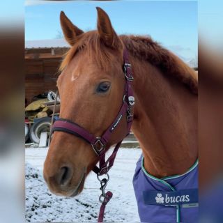 Takhle to sluší s ohlávkou od Premier Equine Balíkovi! Chcete také slušivé a kvalitní vybavení? Naše módní policie tuto...