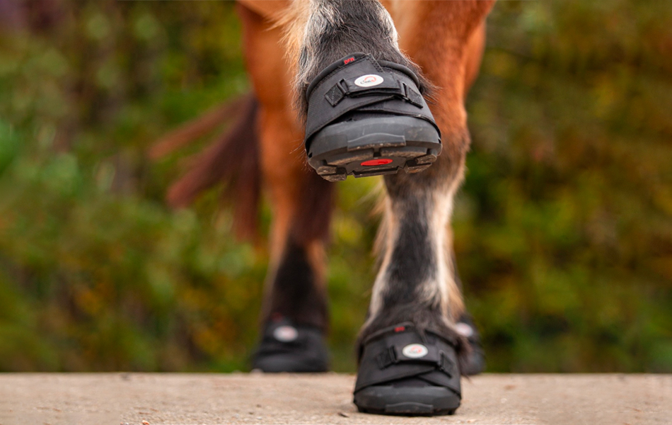 Jak vybrat: boty pro koně F.R.A. Cavallo