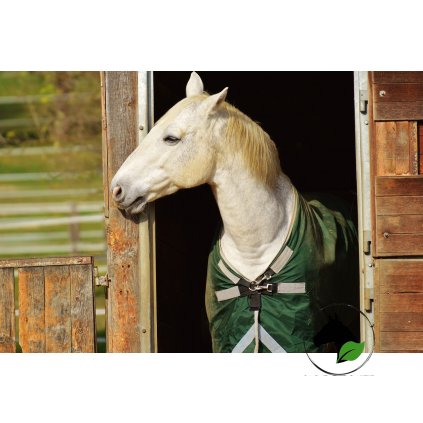 horse 1006558 1280