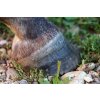 goranh horse hoof 3684498 1280