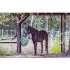 wal 172619 horse 6981001 1280