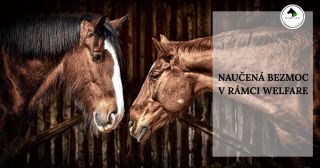 Milí přátelé, velmi často se hovoří o naučené bezmoci v rámci ježdění, avšak naučená bezmoc a její projevy se vyskytují,...