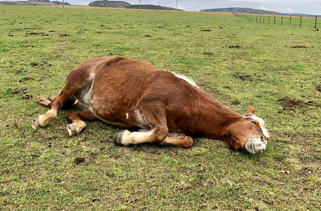 PREVENCE PLYNOVÉ KOLIKY U KONÍ