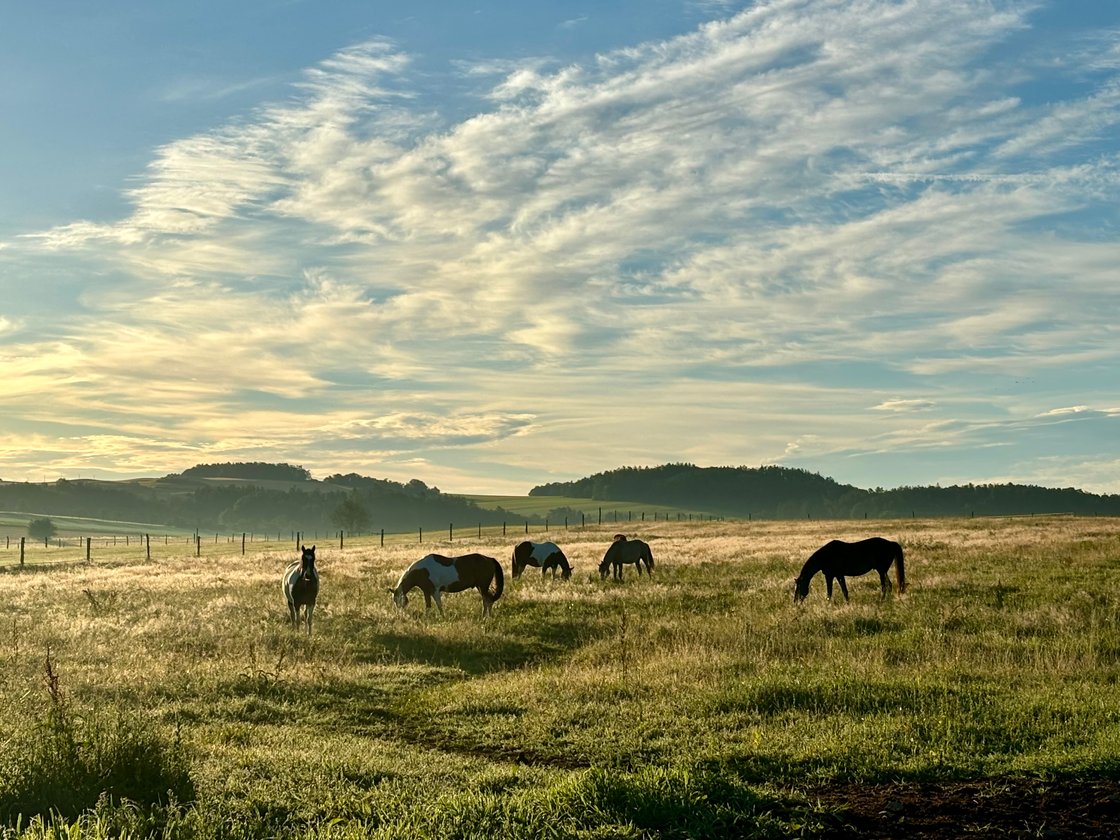 U nás na statku, aneb zkušenosti z každodenní péče o koně