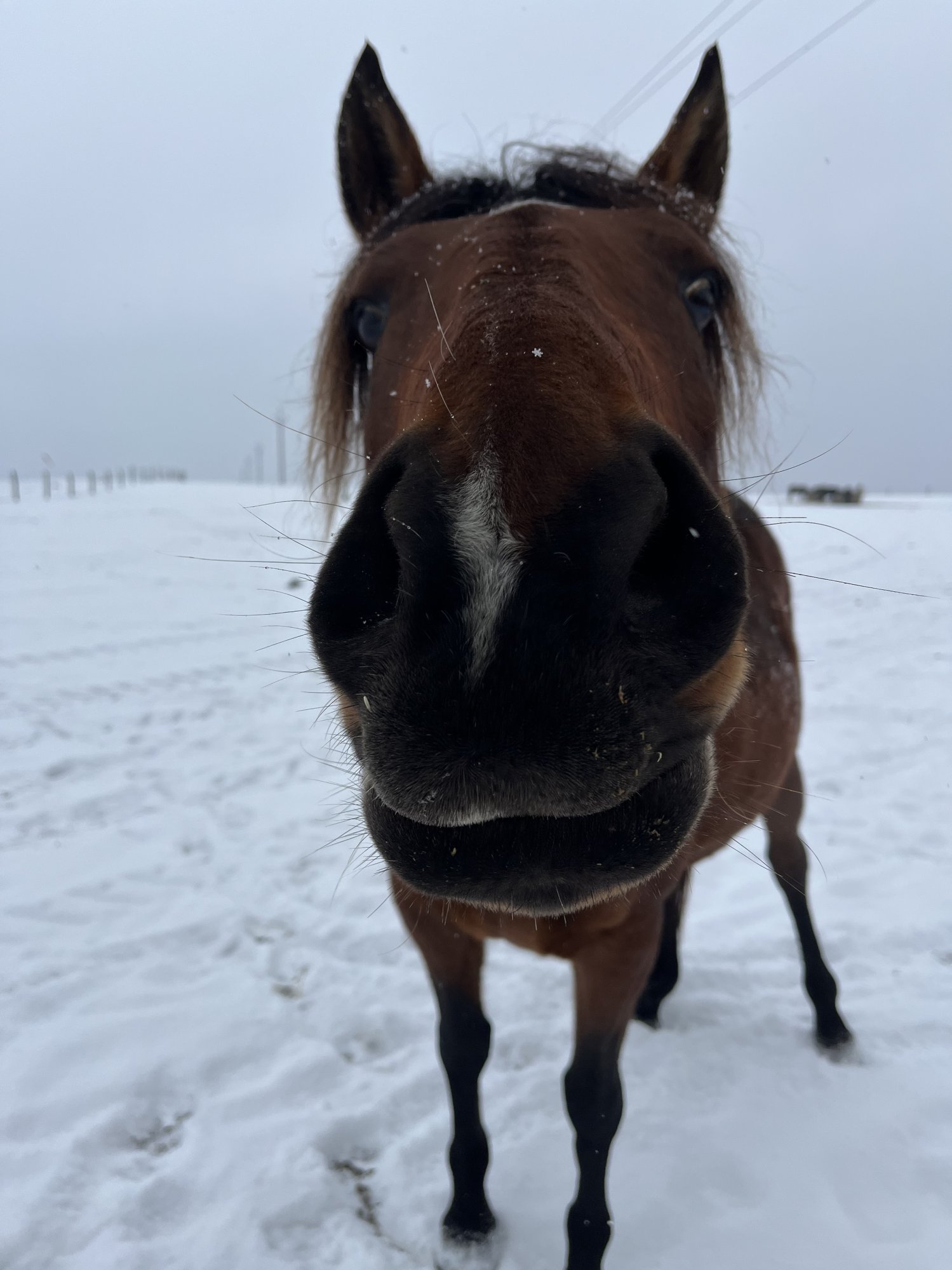 Dušnost, astma, kašel