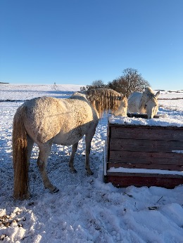 Minerály a vitamíny v zimě: co koním skutečně chybí?