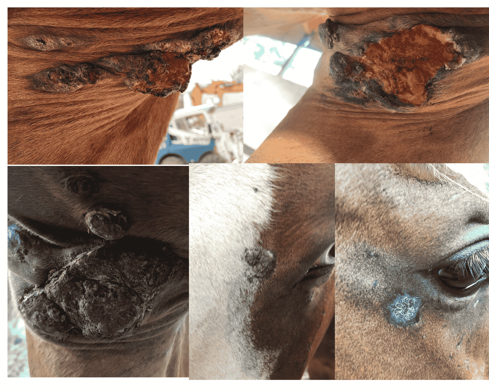 Sarkoidy u koní - co by měl vědět každý majitel