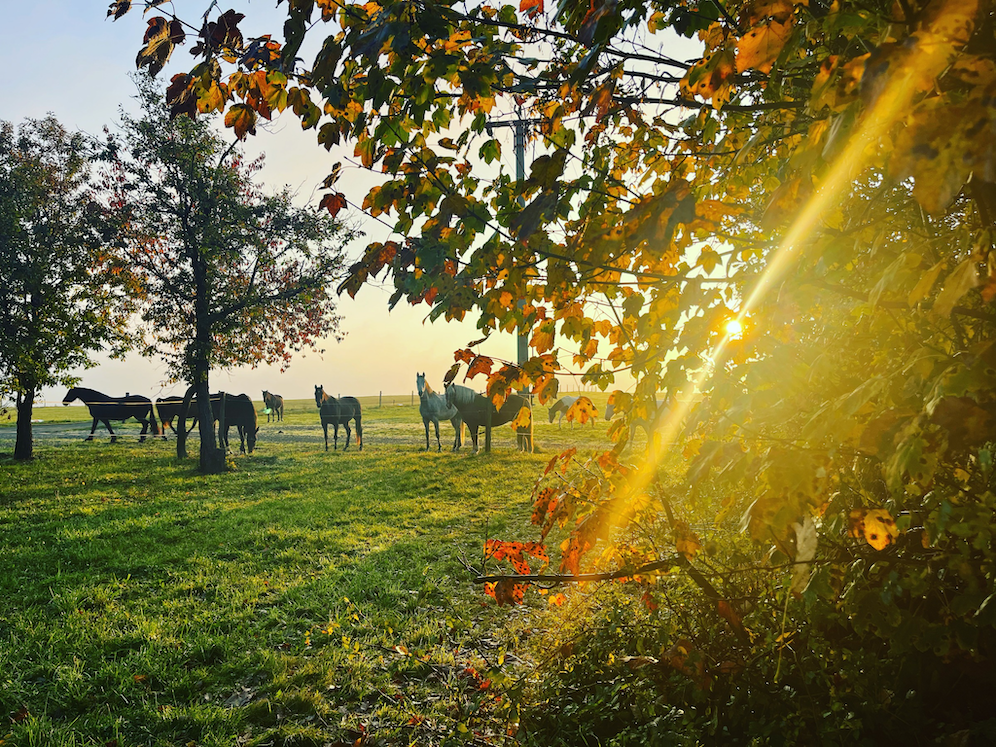 Podzimní krmení koní