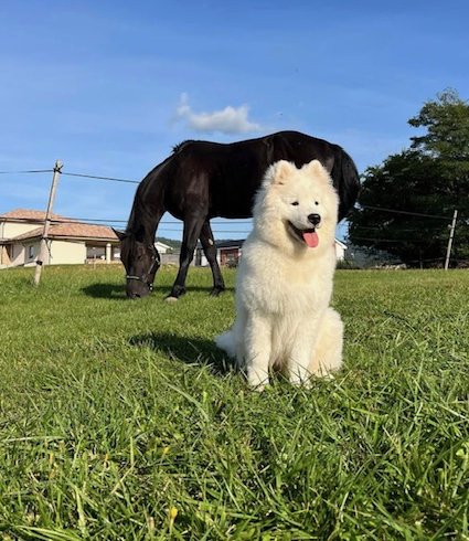Pes samojed sediaci na lúke, v pozadí sa pasie kôň