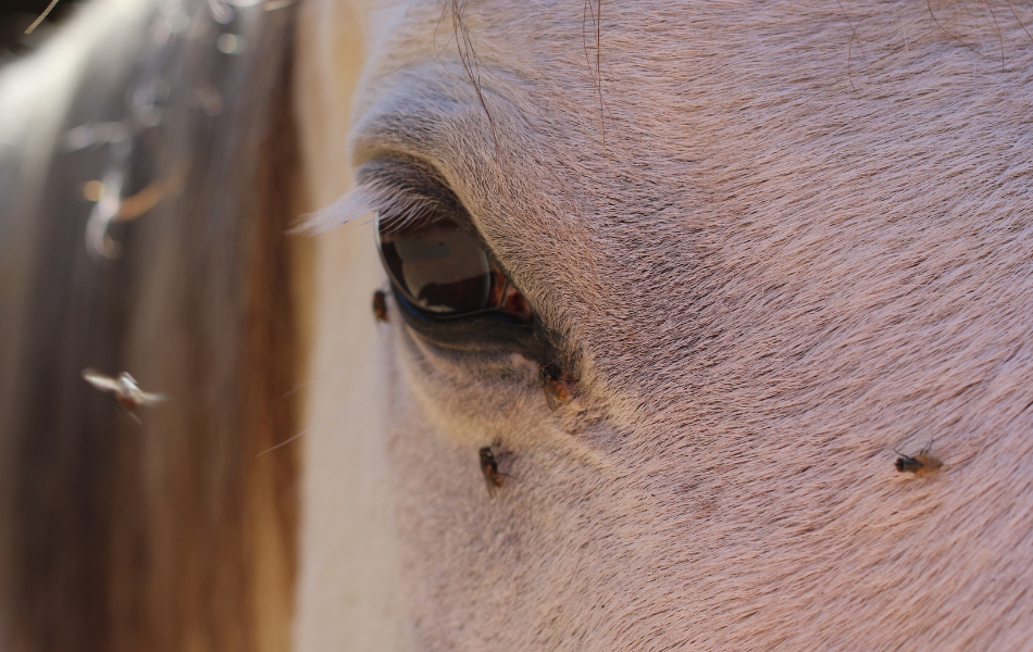 Připravte se na hmyzí sezónu