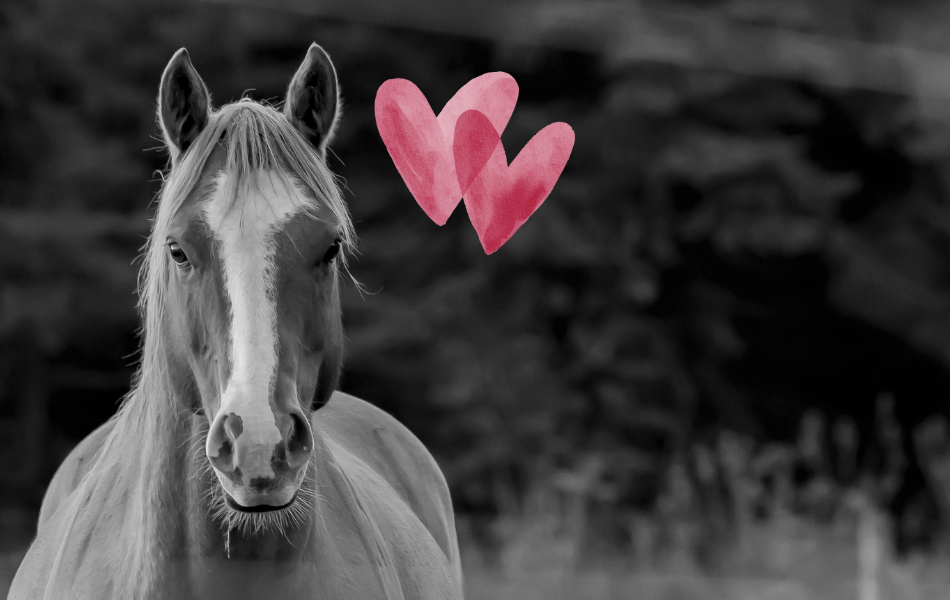 Tipy na valentýnské dárky