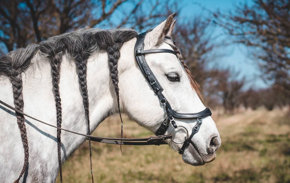 RECENZE: Uzdečka Presteq FaySport
