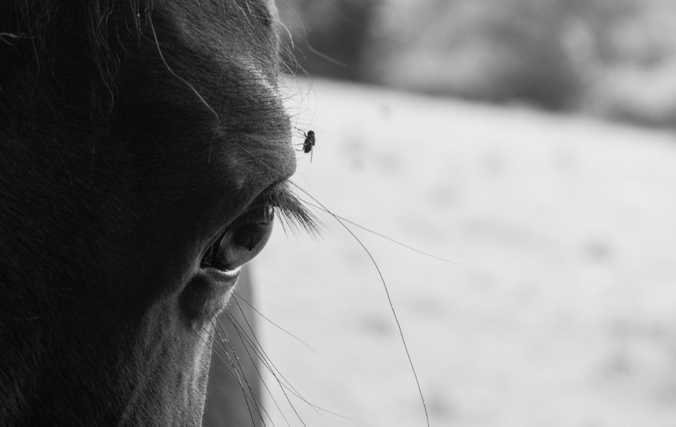 Muchaři, mějte se na pozoru