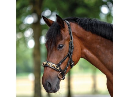 Obnosek lonžovací Anatomix BUSSE, black/brass
