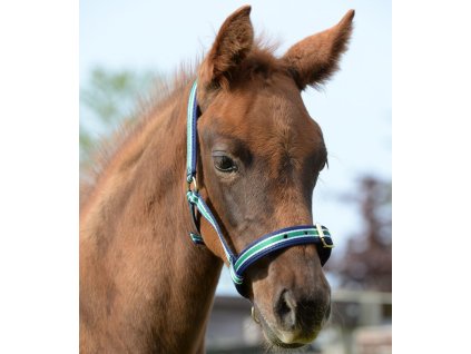 Dublin Halter Foal Bucas Stripe 4925 904x1024