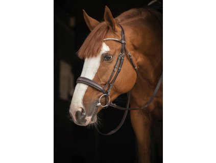 Uzdečka Daily Strass Penelope, havana