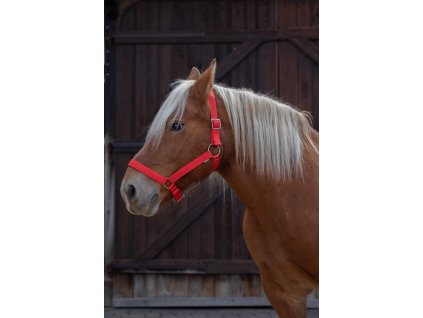 Ohlávka pro tažné koně Norton Pro, red