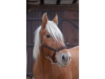 Ohlávka pro tažné koně Norton Pro, hnědá