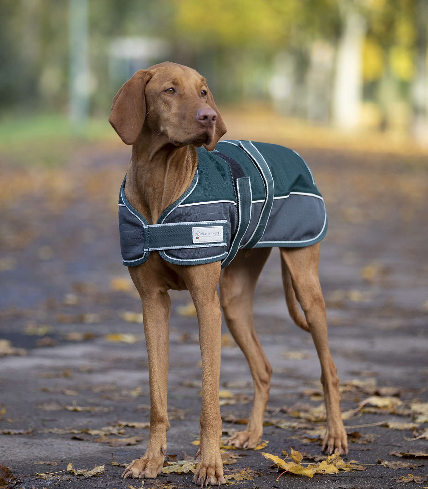WALDHAUSEN Deka pro psy Comfort Line Waldhausen, 200 g, fir green/asphalt Velikost: 55 cm