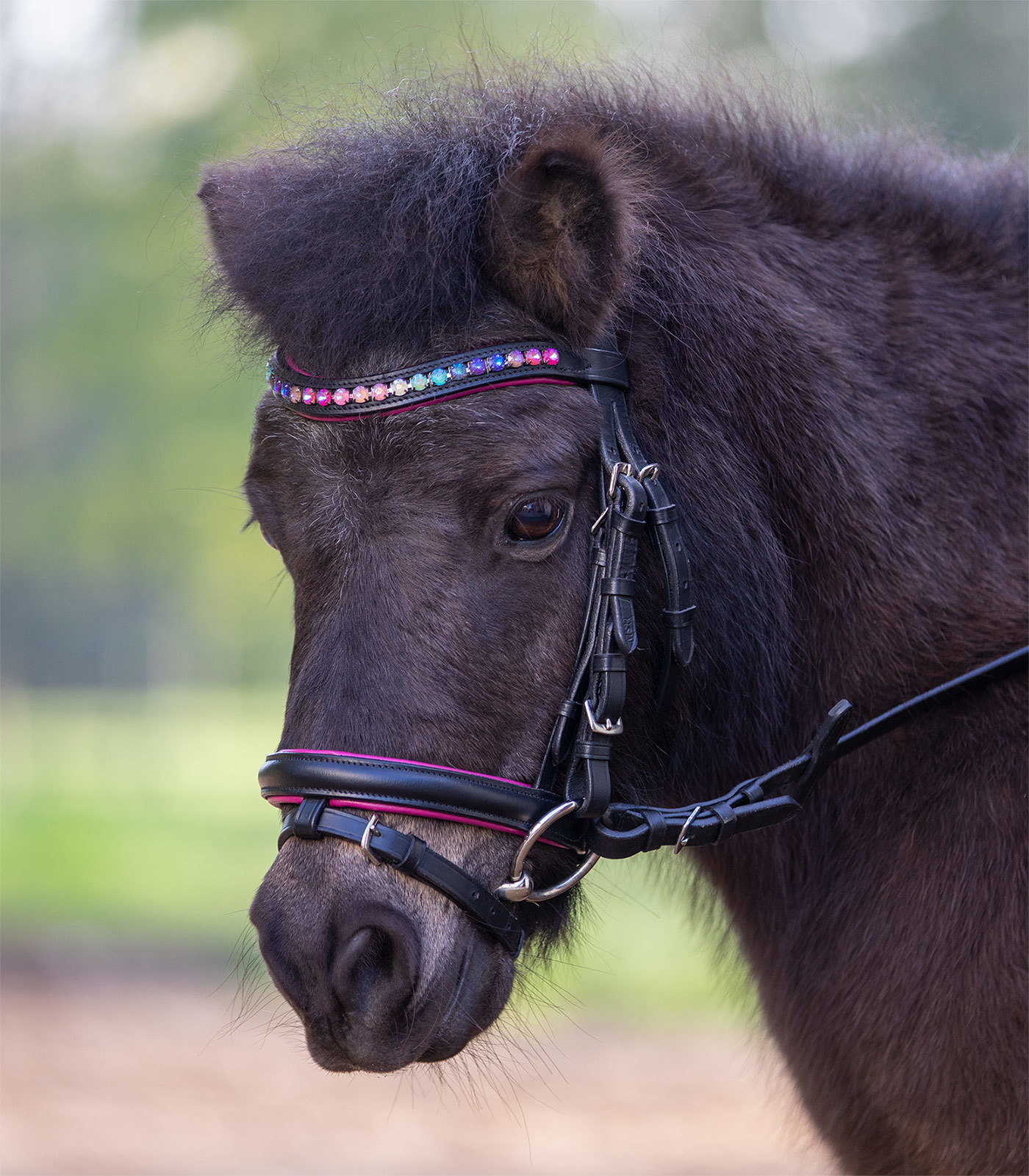WALDHAUSEN Uzdečka Pinky Star Waldhausen, černá Velikost: MINI SHETTY