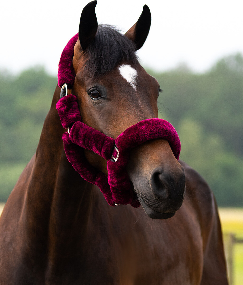 QHP Ohlávka Alaska QHP, burgundy/black Velikost: PONY