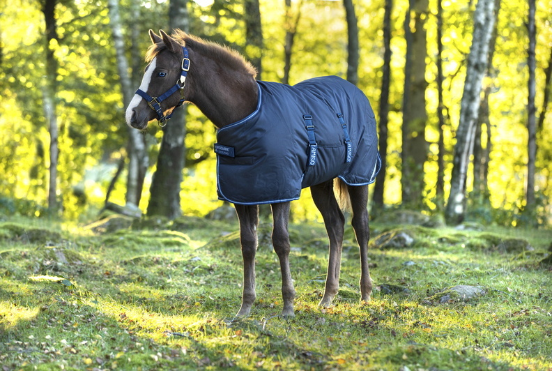 AMIGO Deka výběhová Amigo, pro hříbata, 50 g, navy/electric blue Délka zad: 75 cm