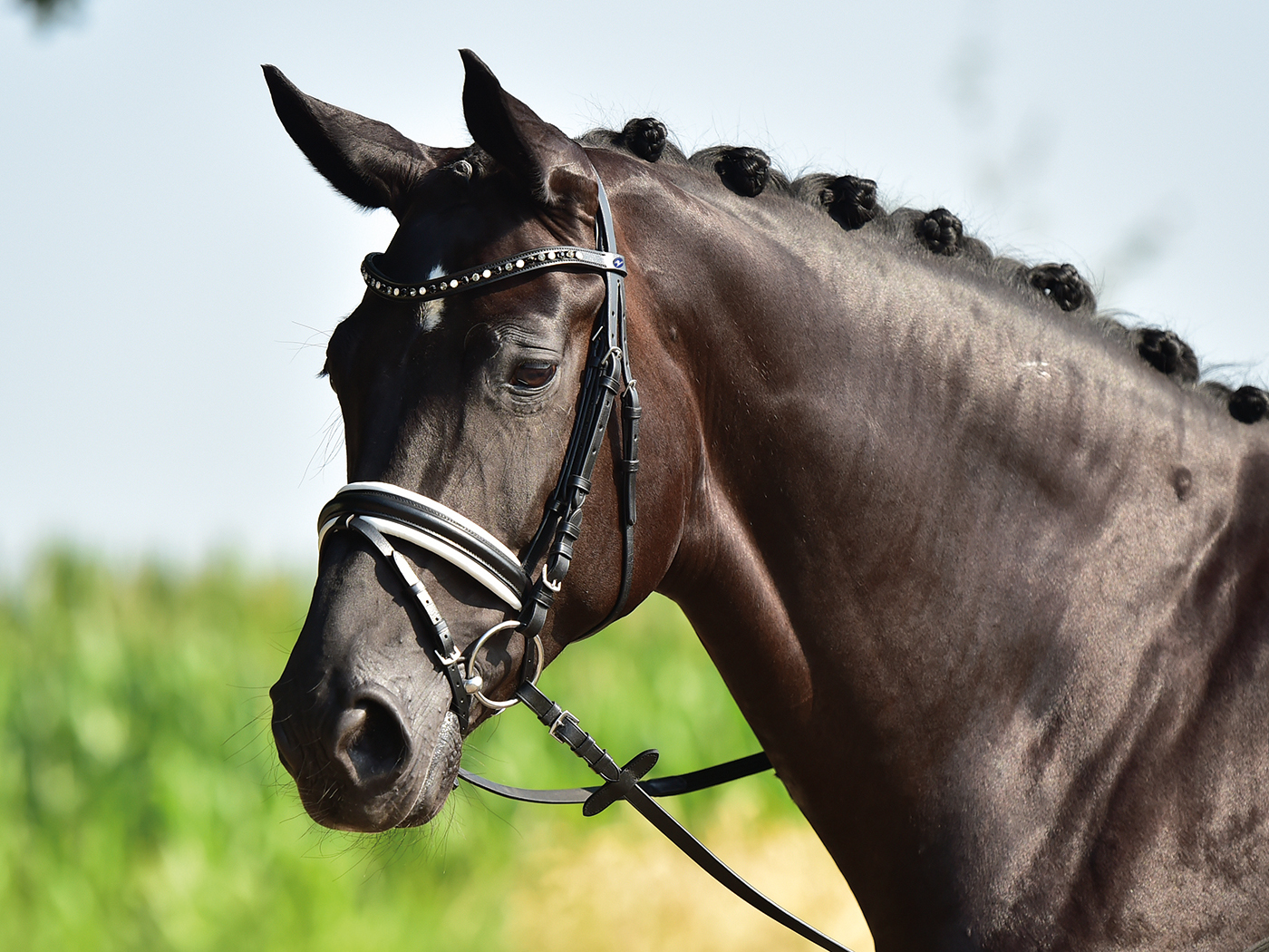 BUSSE Uzdečka Comfort BUSSE, black/white/crystal multi Velikost: PONY