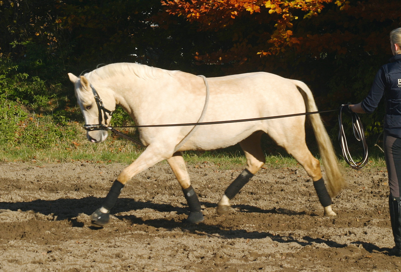 BUSSE Postroj lonžovací BUSSE, natural Velikost: L