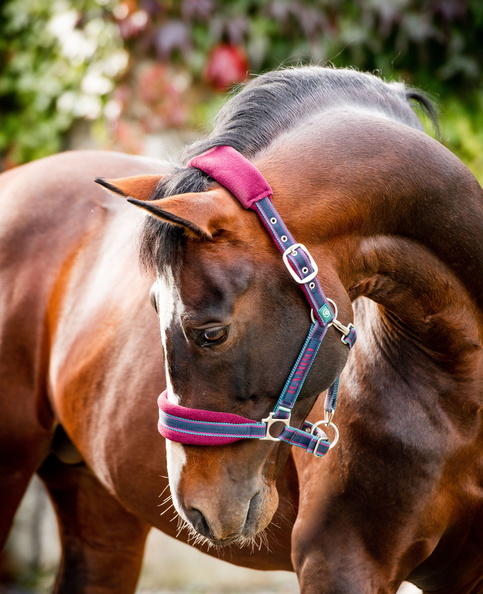 RAMBO Ohlávka polstrovaná Rambo, burgundy/teal/navy Velikost: COB