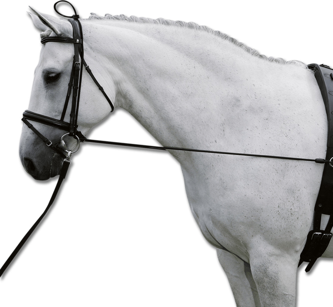 WALDHAUSEN Gumičky vyvazovací Star, černé Velikost: PONY