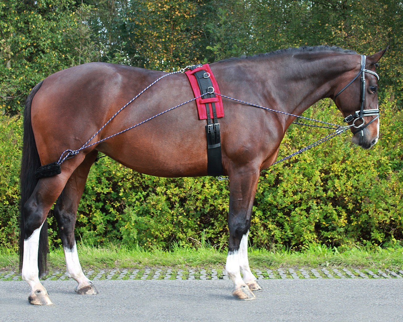 QHP Postroj lonžovací Multi-Way QHP, černý