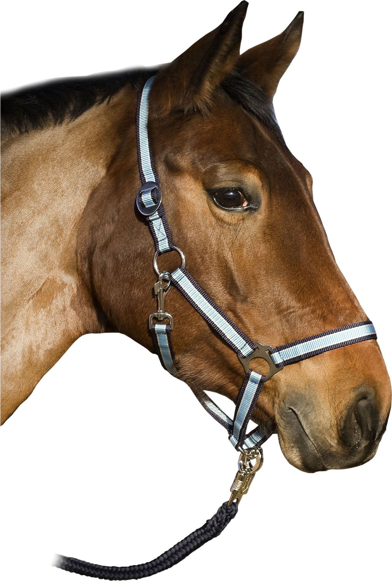 USG Ohlávka USG, light blue/white/navy Velikost: PONY