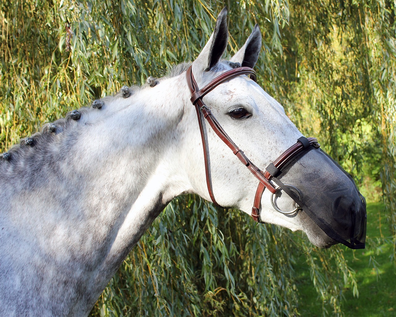 Q-essentials Maska proti hmyzu na nozdry Q-essentials, černá Velikost: PONY