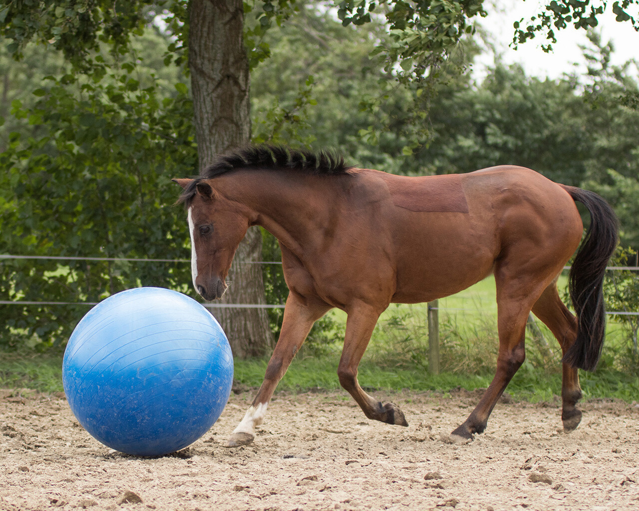 QHP Míč pro koně QHP, 80-100 cm, blue