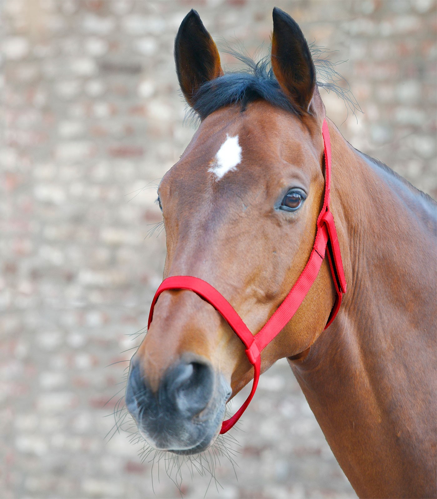WALDHAUSEN Ohlávka Field Waldhausen, red Velikost: PONY