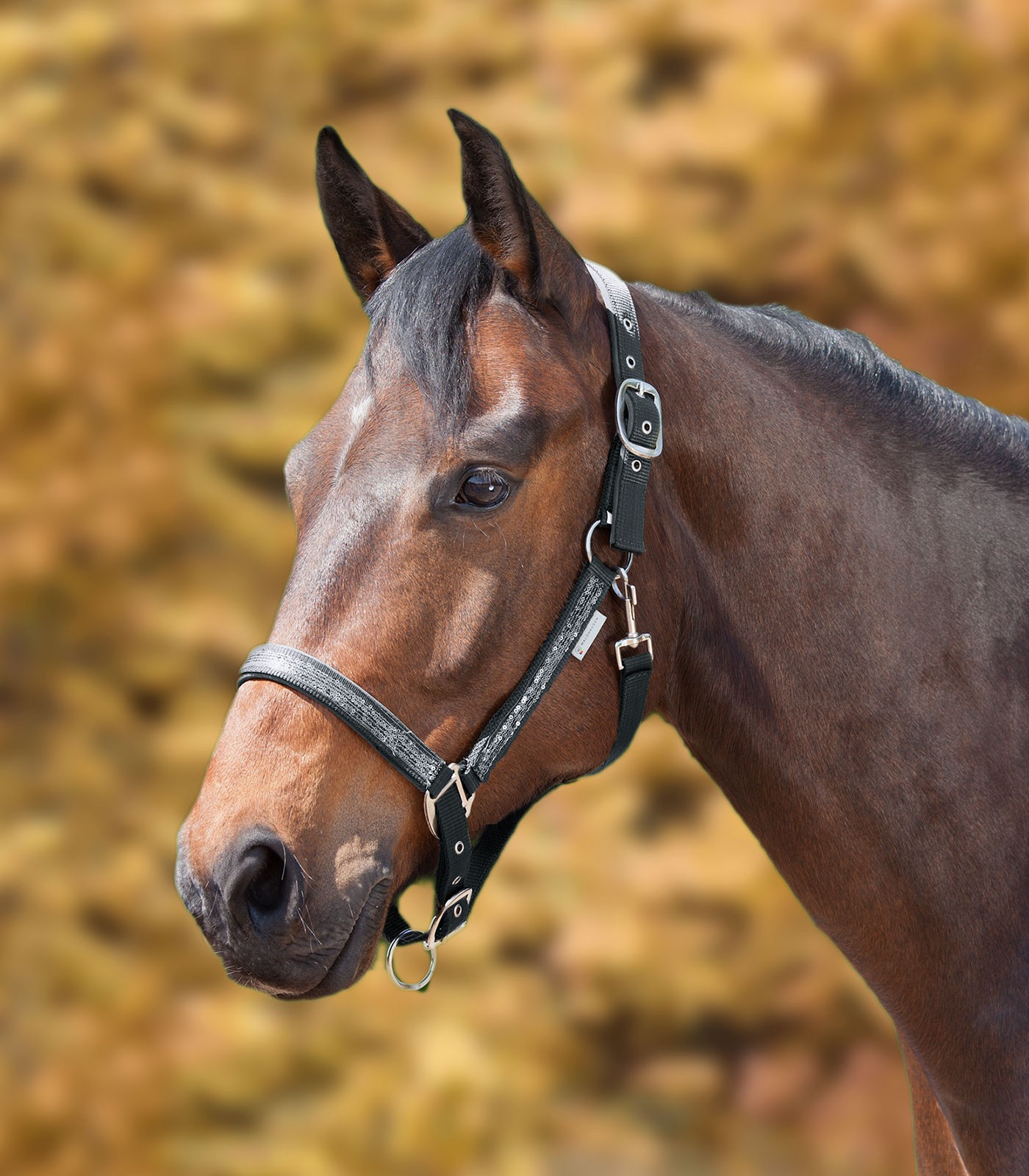 WALDHAUSEN Ohlávka Rising Star, magnet Velikost: PONY