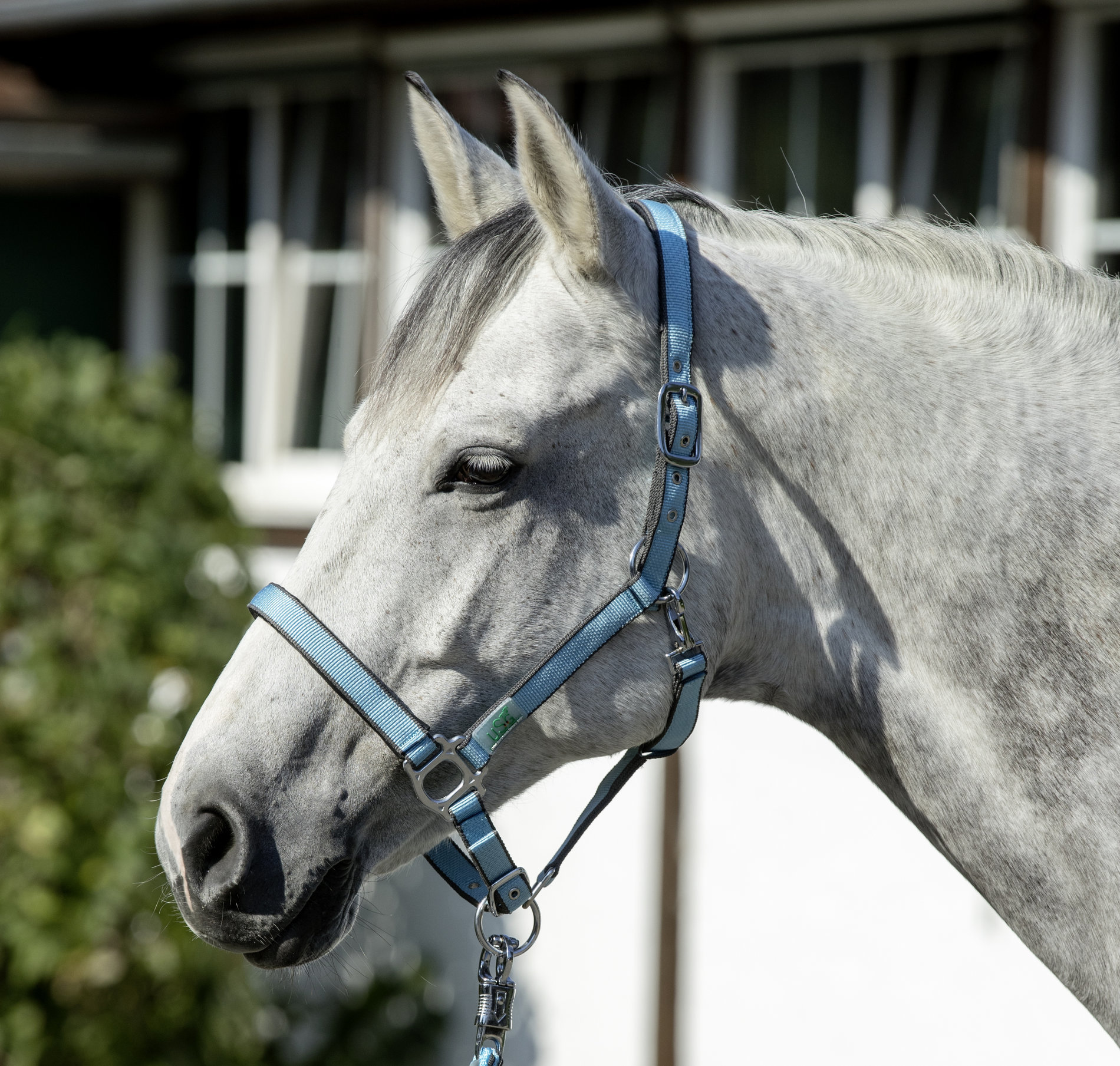 USG Ohlávka USG, light blue/grey Velikost: FULL
