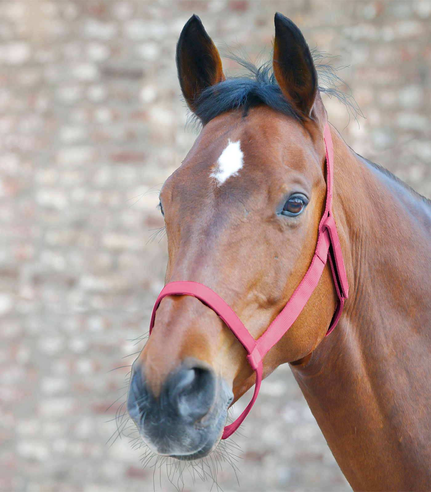 WALDHAUSEN Ohlávka Field Waldhausen, flamingo Varianta: PONY