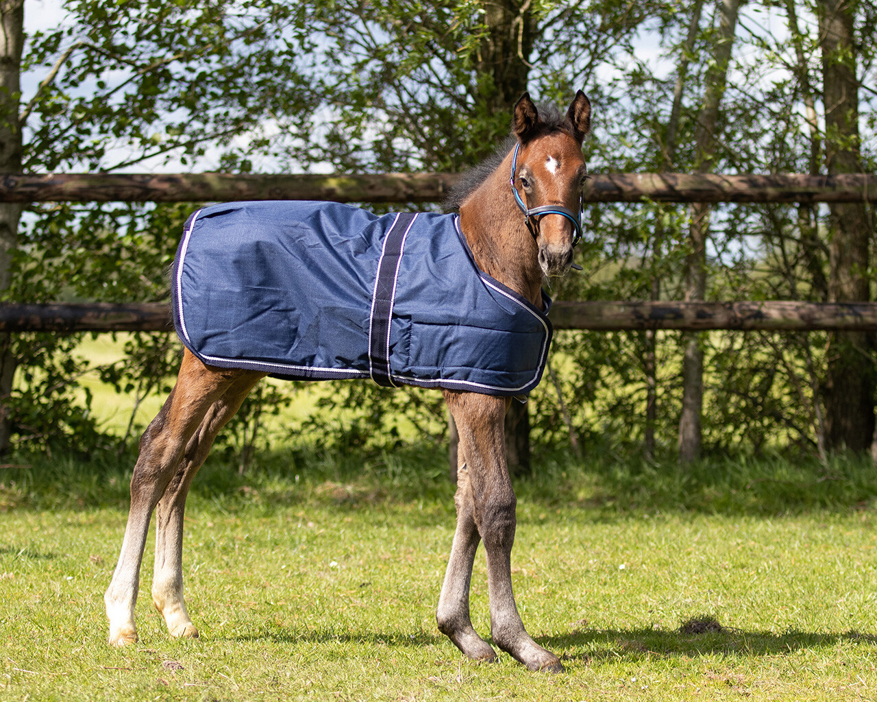 QHP Deka výběhová QHP, pro hříbata, nastavitelná velikost, 100 g, navy Délka zad: 95 cm