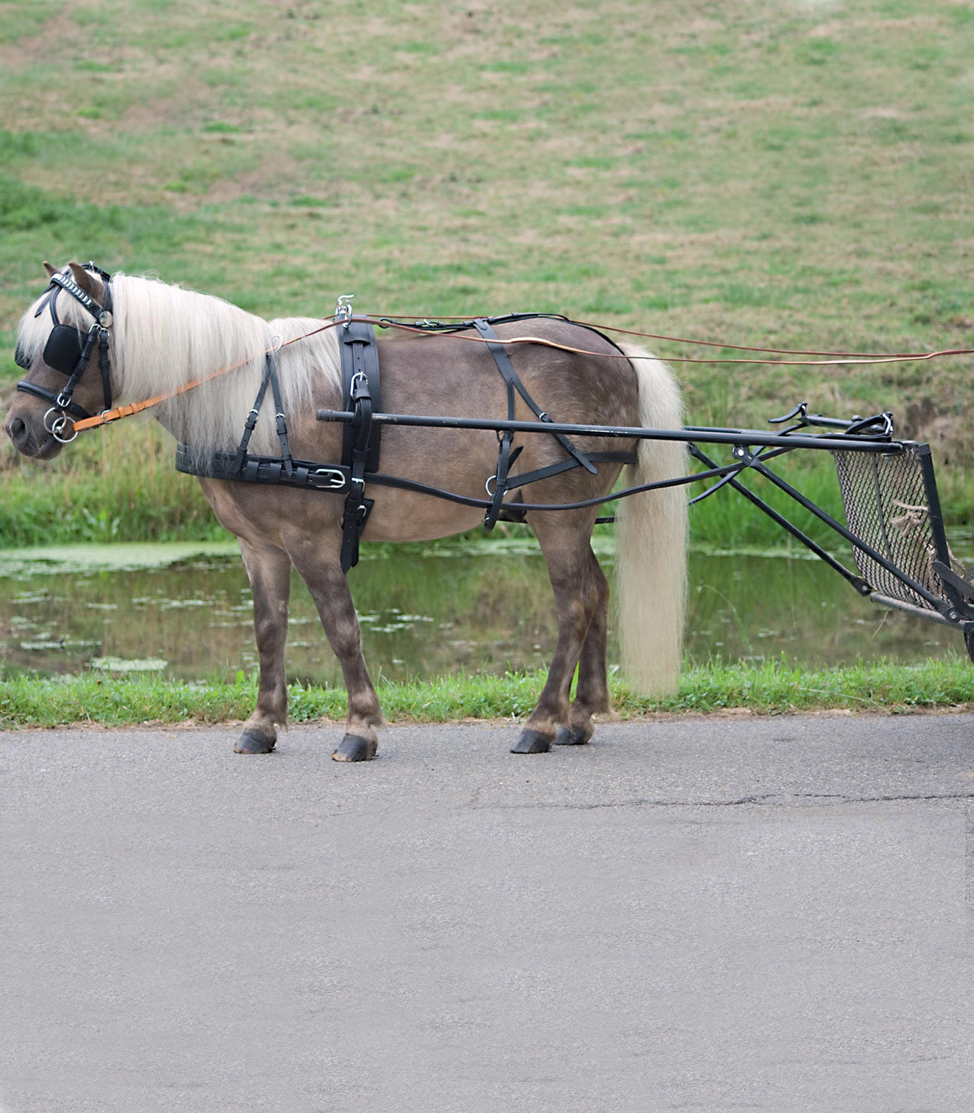 WALDHAUSEN Postroj Star Economic pony, černý Velikost: SHETTY