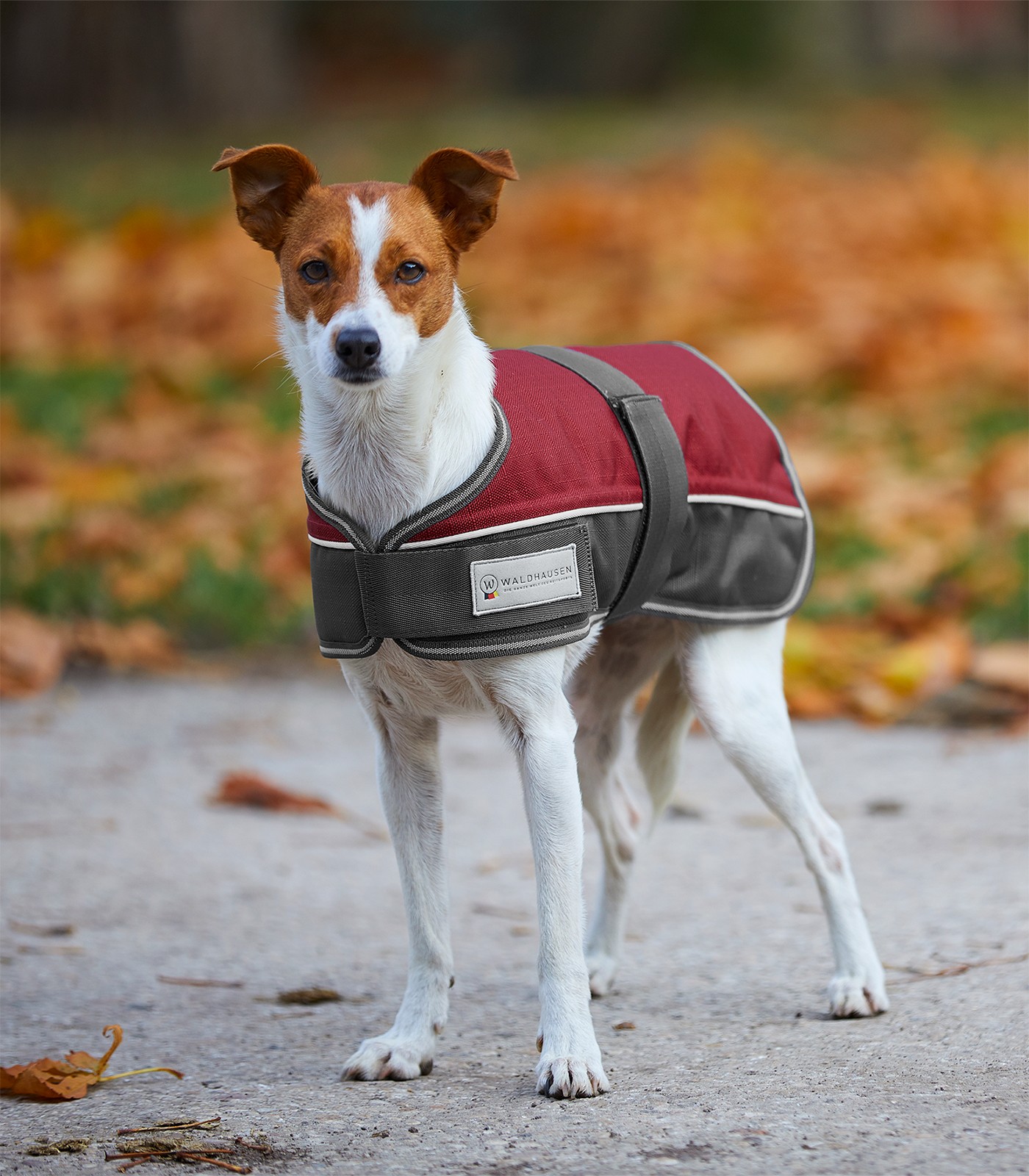 WALDHAUSEN Deka pro psy Comfort Line Waldhausen, 200 g, ruby red/asphalt Velikost: 65 cm