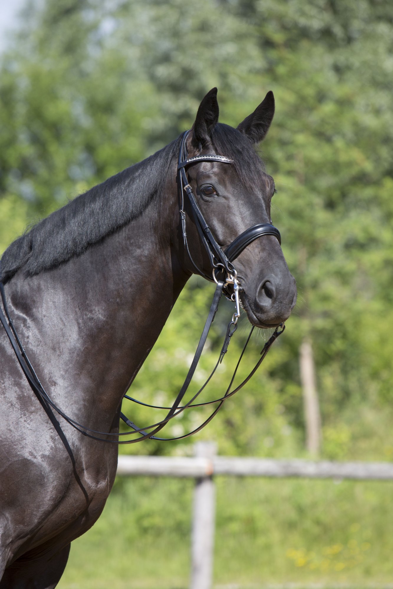 Kieffer Uzda Comfort Lyon Kieffer, black/white Velikost: COB