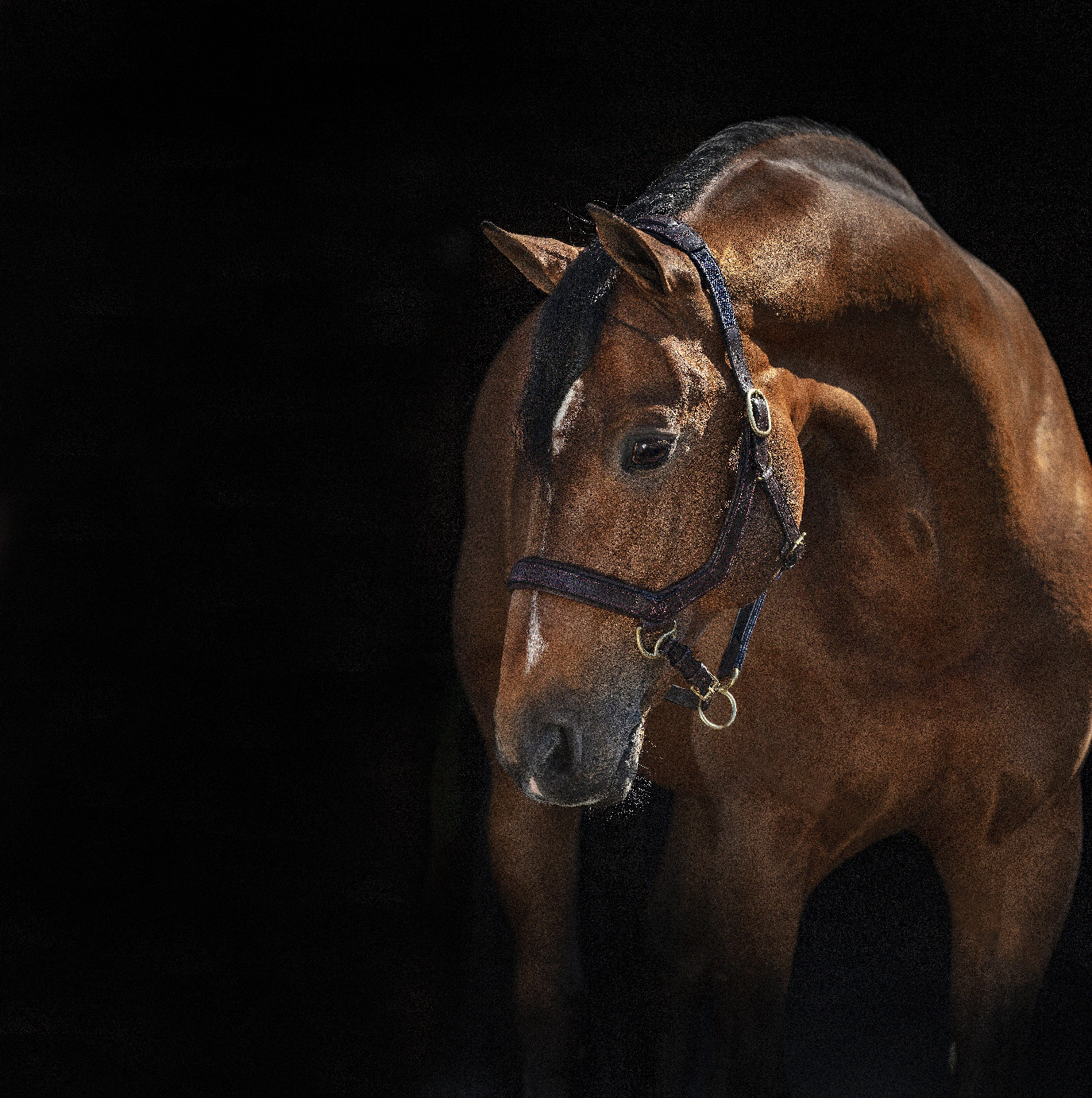 Rambo Micklem Ohlávka kožená Rambo Micklem, hnědá Velikost: PONY