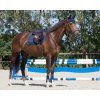 Čabraka Florence QHP, navy (Velikost PONY)