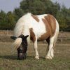 Maska proti hmyzu Fly Protector BUSSE, s ochranou uší a nozder, černá (Velikost SHETTY)