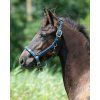 Ohlávka hříběcí Lily QHP, navy (Velikost PONY)